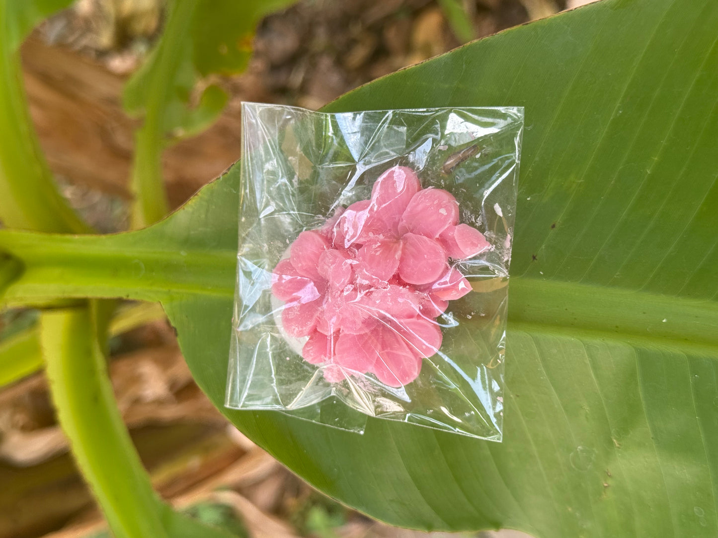 Fondants parfumés senteur fruits des bois